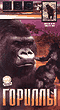 Gorillas - BBC - video