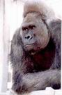 Западная равнинная горилла_Western lowland gorilla