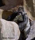 Западная равнинная горилла_Western lowland gorilla