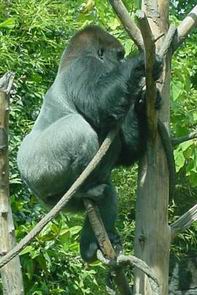 Мальчик влезает на дерево - Вудлэнд Парк_западная равнинная горилла