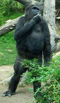 Молодая самочка - БронксЗоо_западная равнинная горилла