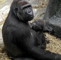 Брукфилд зоо - Чикаго_западная равнинная горилла