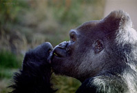 Западная равнинная горилла