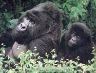 Папа и детёныш - горные гориллы_горная горилла