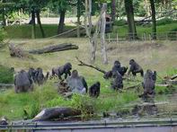 Семья Бонго - Апенхил, Голландия_западная равнинная горилла
